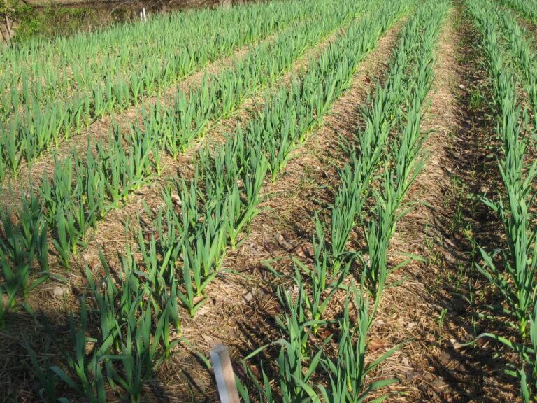 Garlic farming in Kenya