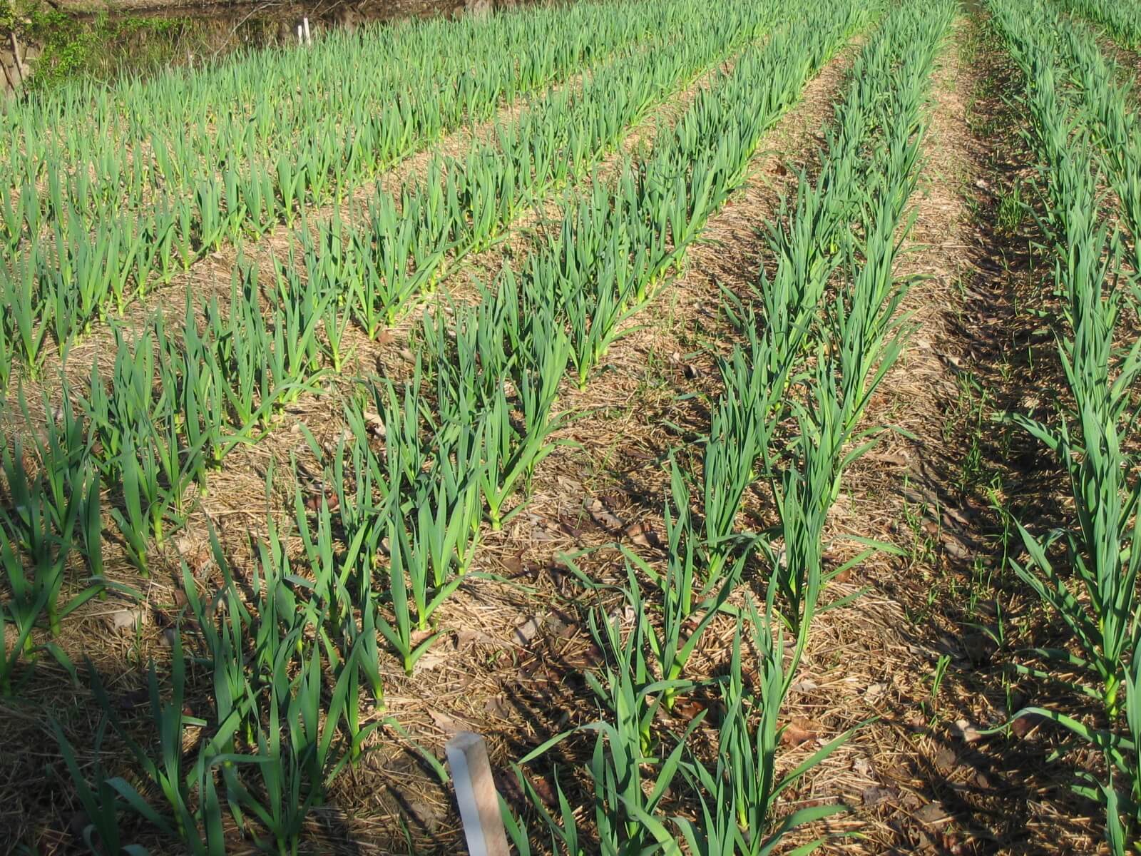 Garlic farming in Kenya