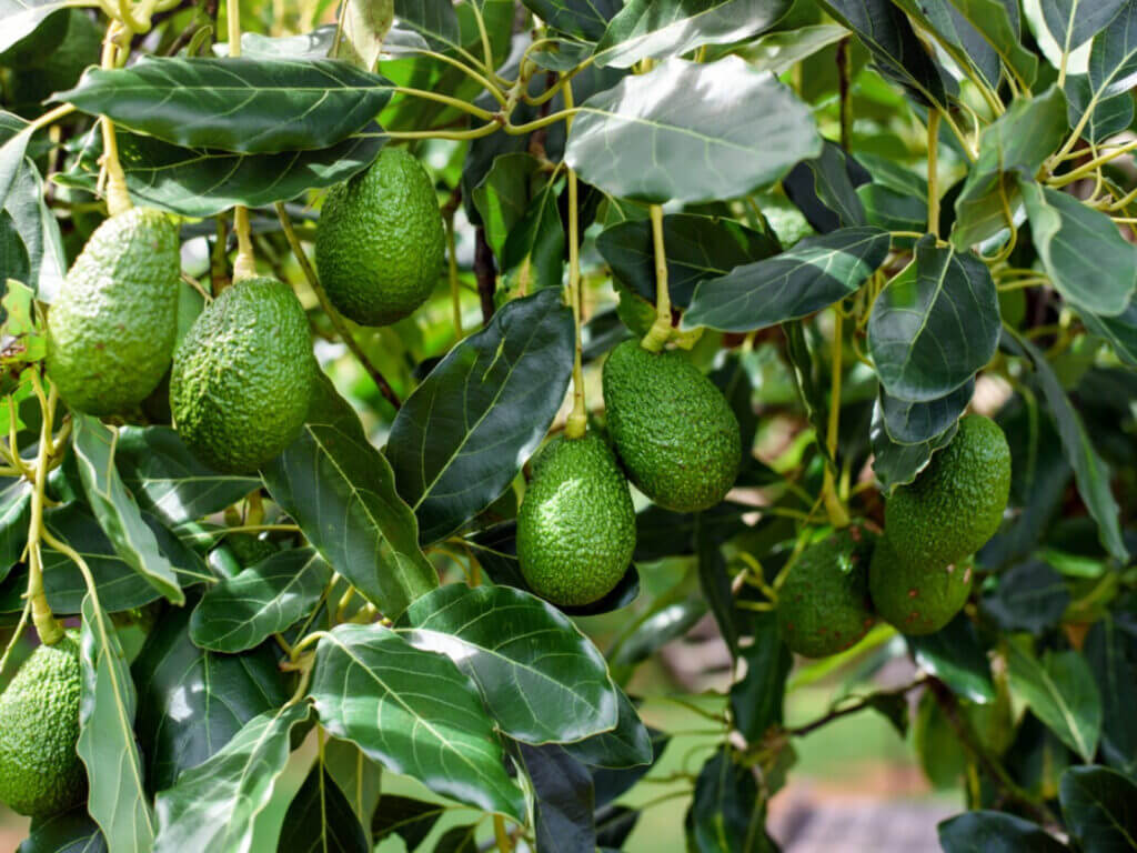 Avocado Farming in Kenya