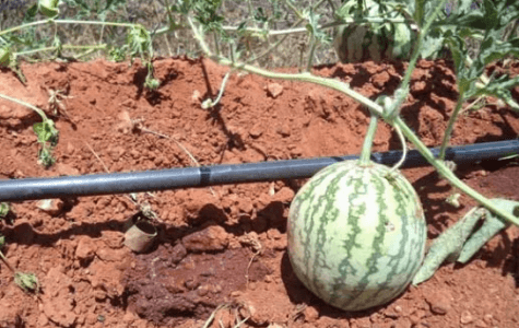 Watermelon Farming in Kenya