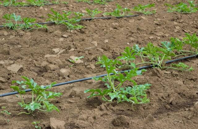 Watermelon Farming in Kenya