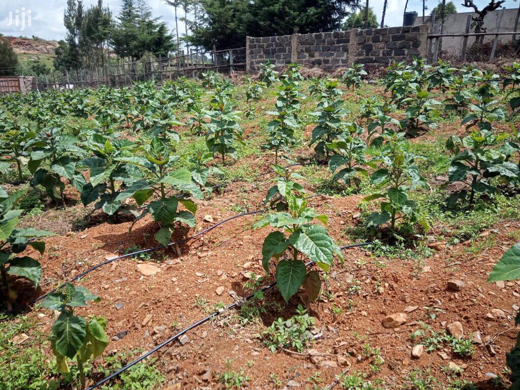 Tree Tomato Farming in Kenya