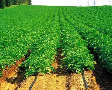 Irrigation for Chillies 