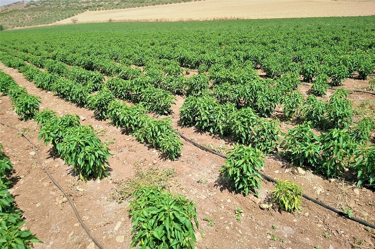 Irrigation for Chillies