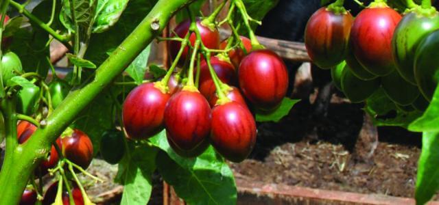 Tree Tomato Farming in Kenya