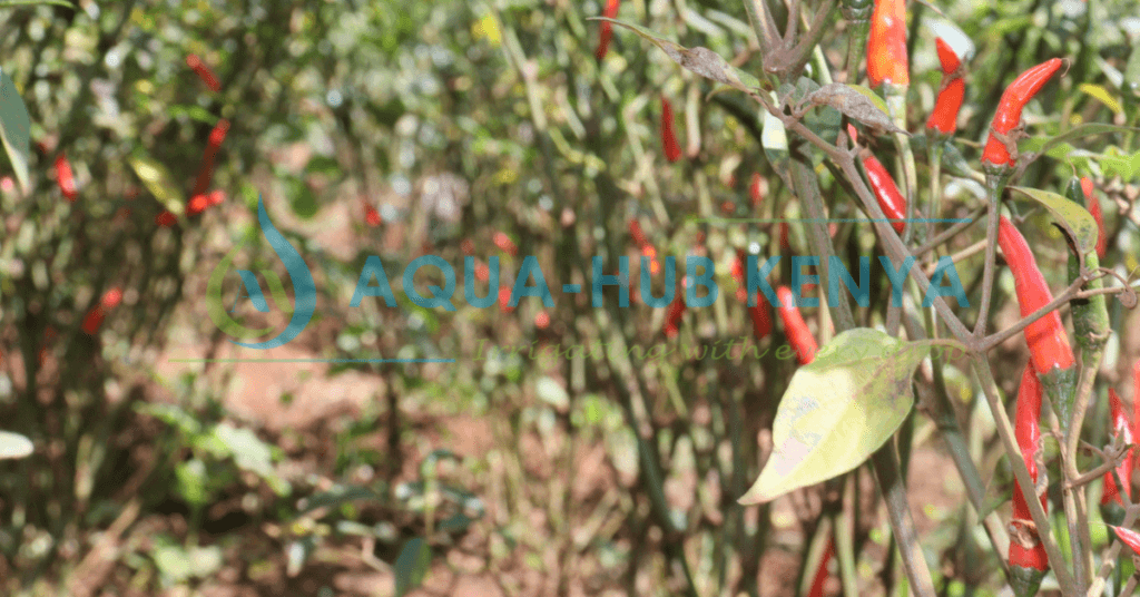 shade nets for Chillie farming