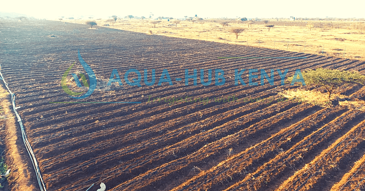 Drip irrigation in Kenya