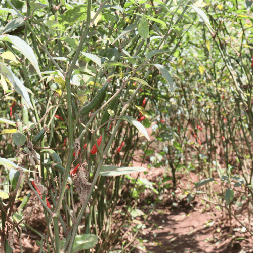 Farming in Kenya