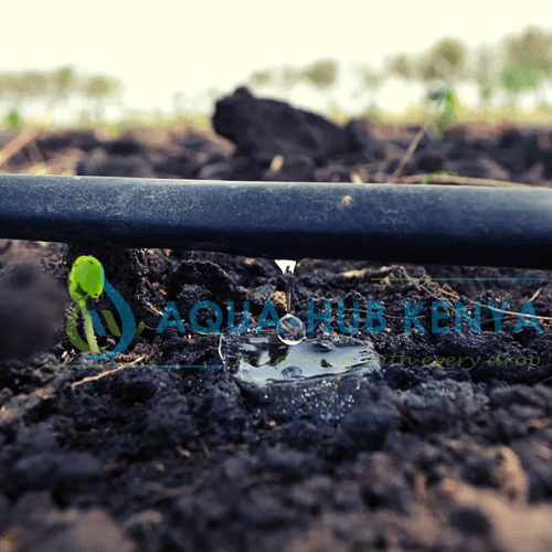 Drip irrigation in Kenya