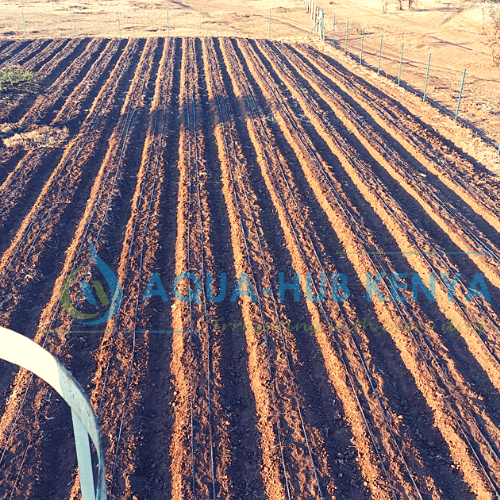 Drip irrigation in Kenya