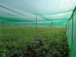 shade nets for Chillie farming