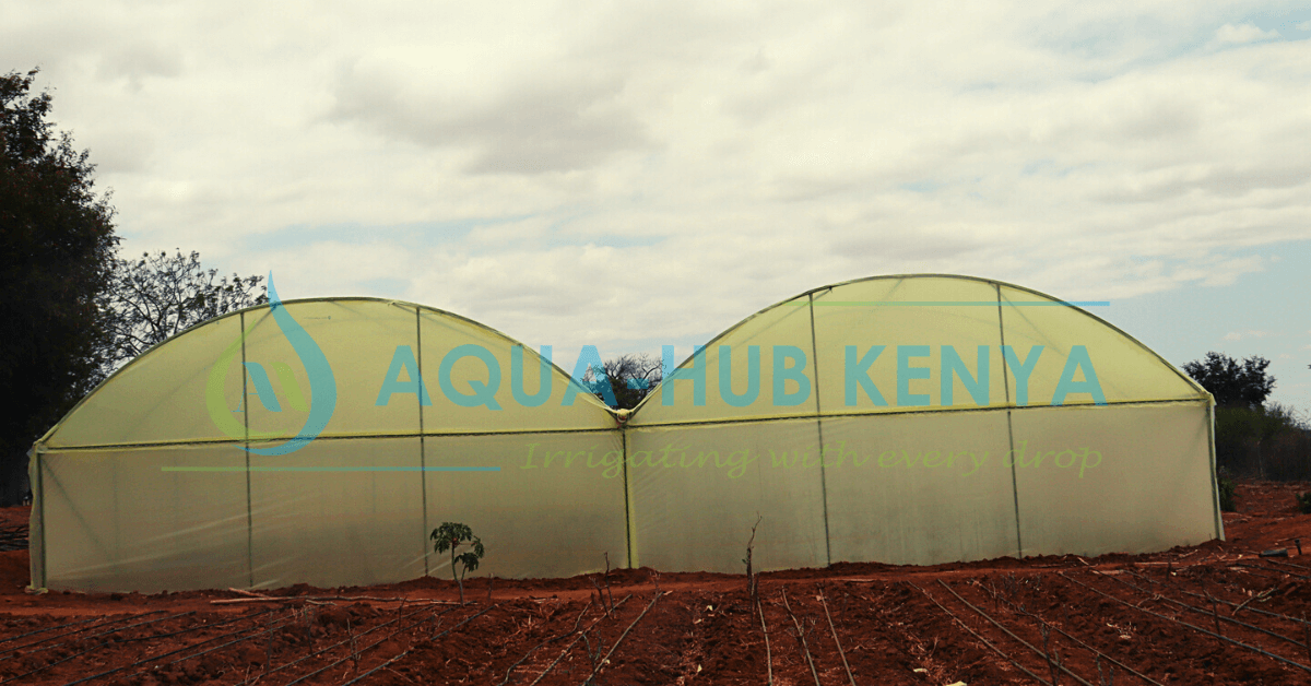 greenhouse farming in Kenya.