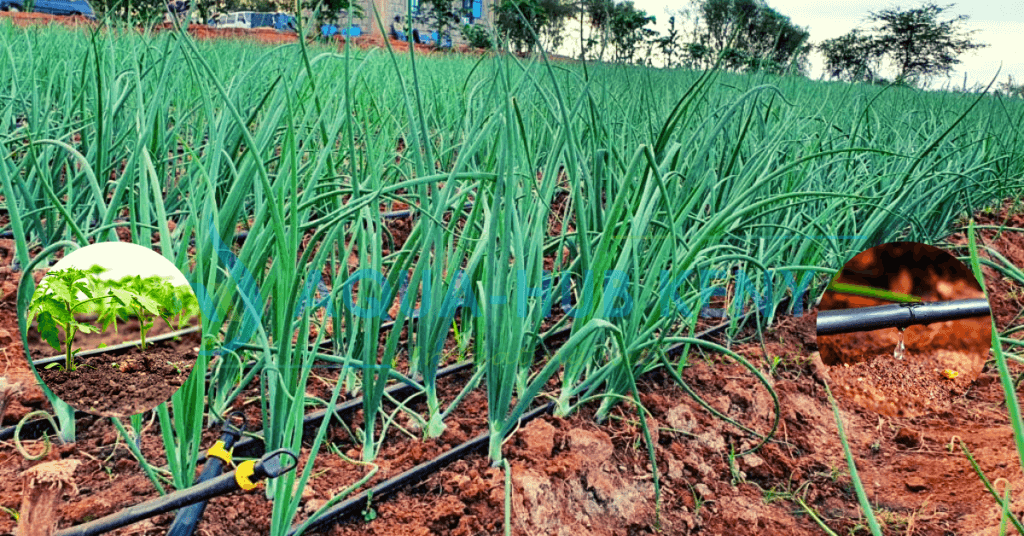 Drip Lines Irrigation