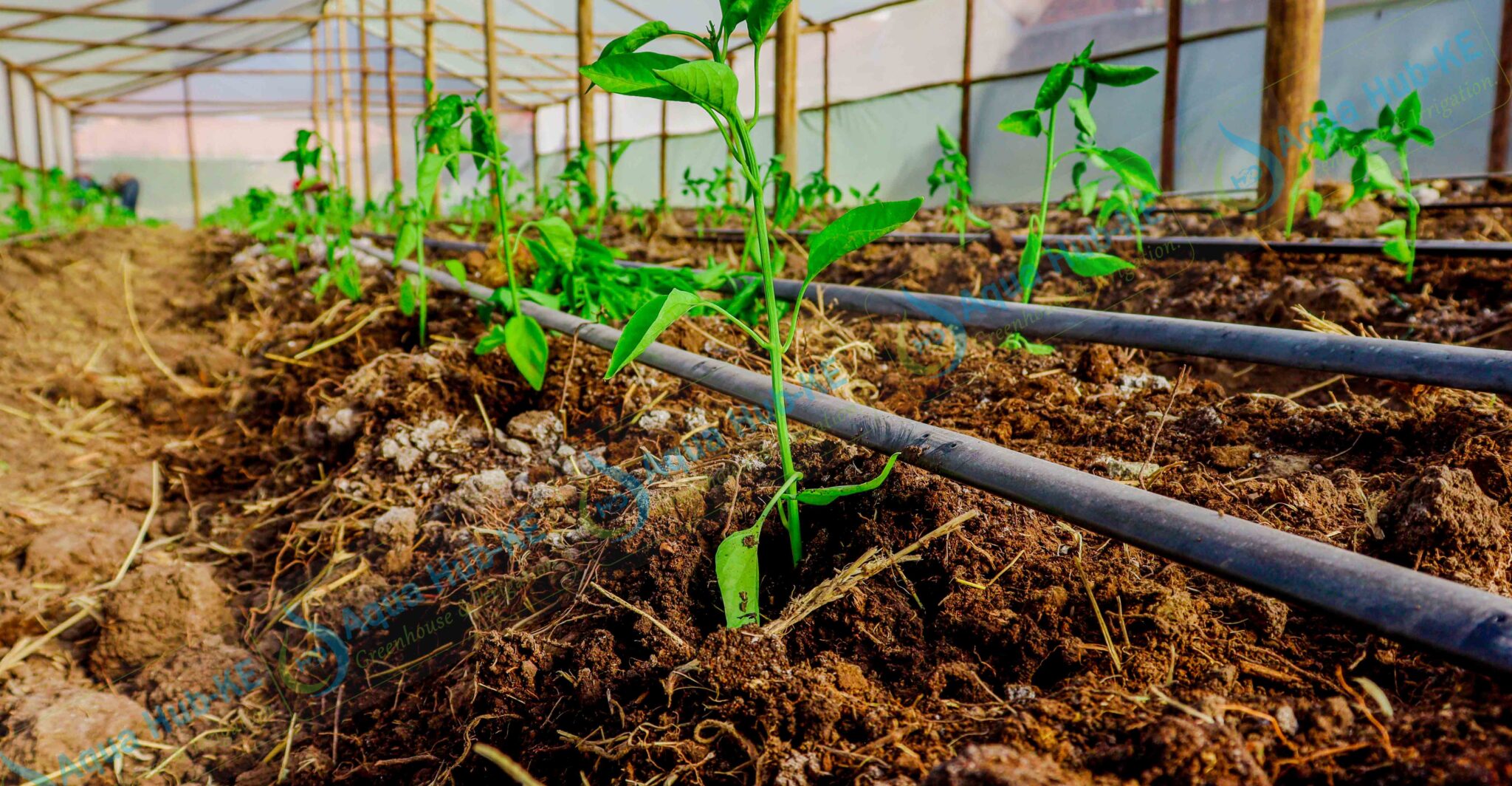 1 Acre Drip Irrigation Drip Kit Package Drip Irrigation