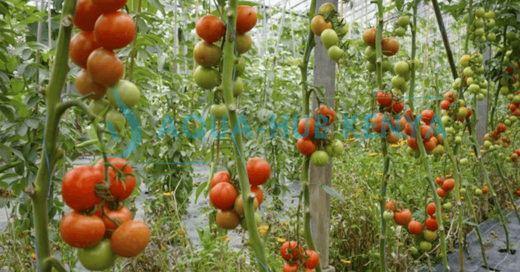 Tomato Farming in Kenya by Aqua Hub Kenya