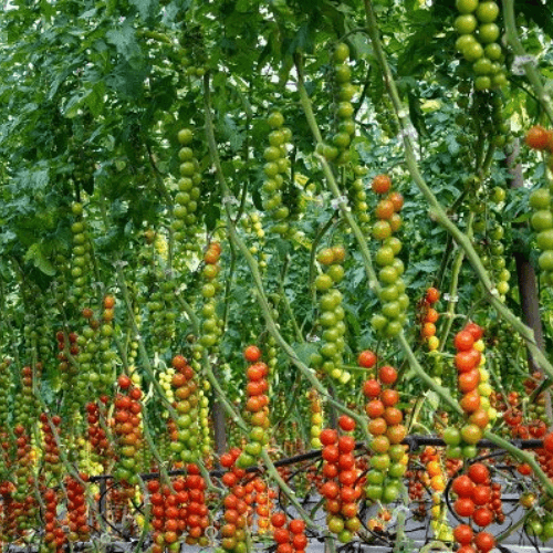 Tomato Farming in Kenya