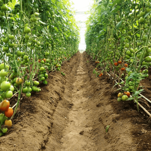 Tomato Farming in Kenya