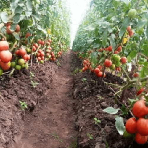 Tomato Farming in Kenya