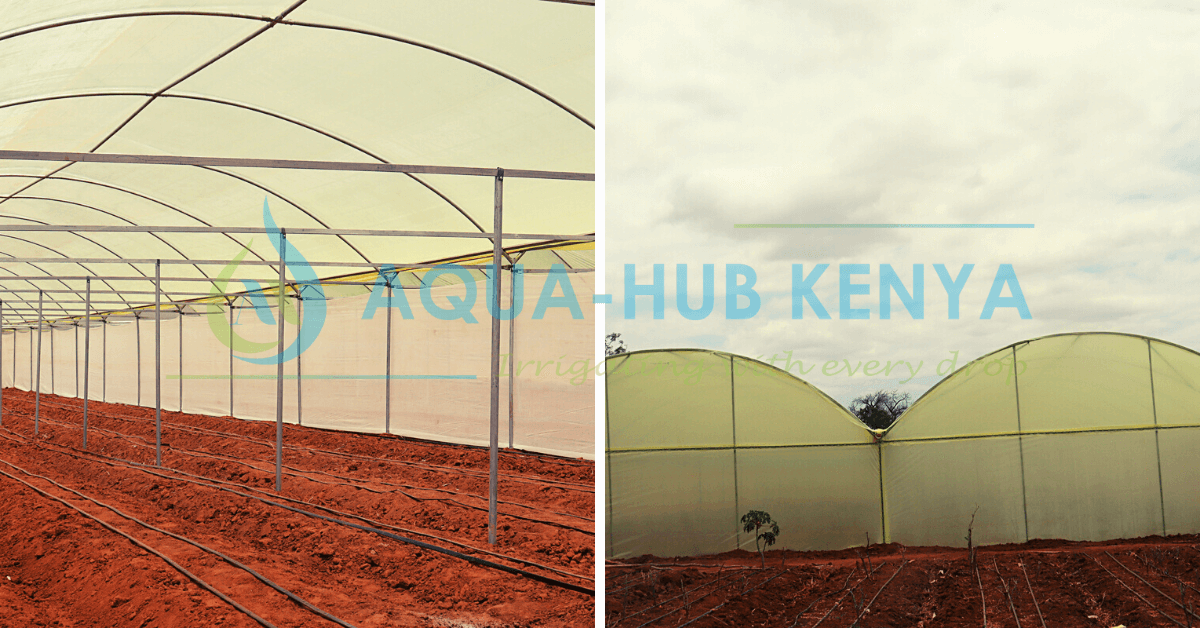 Greenhouses in Kenya