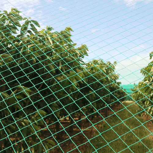 Bird Nets in Kenya