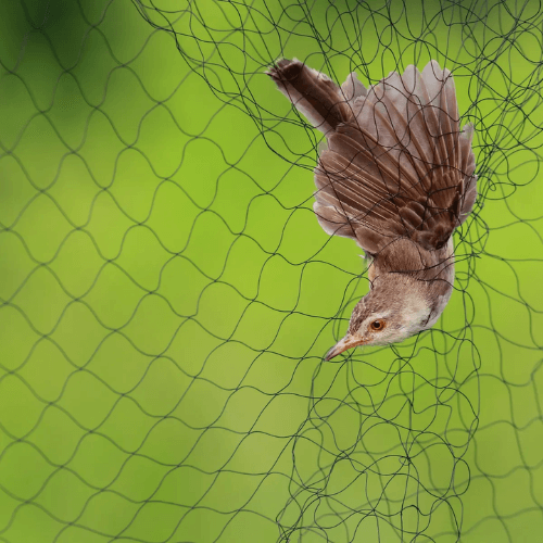bird nets in Kenya
