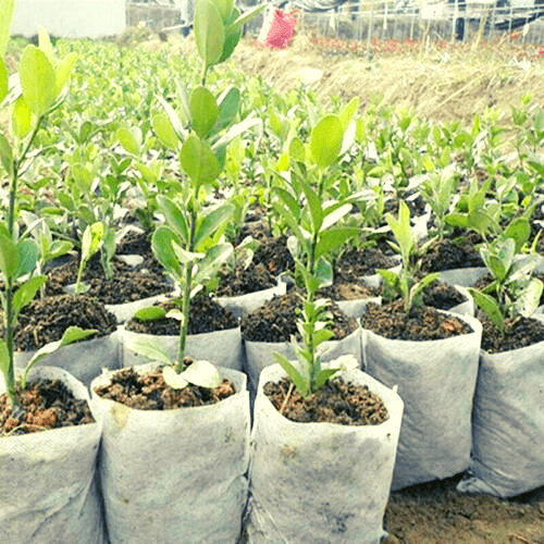 Planting Bags in Kenya