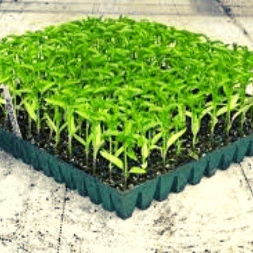 Quality Seedling Trays in Kenya