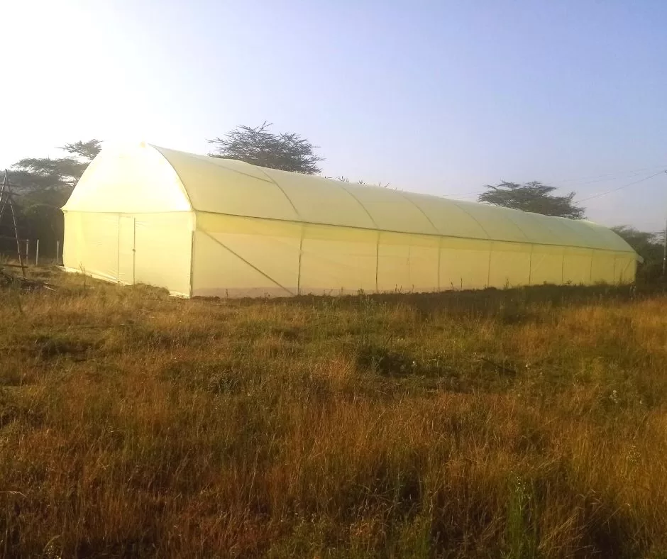 Metallic greenhouse in Kenya
