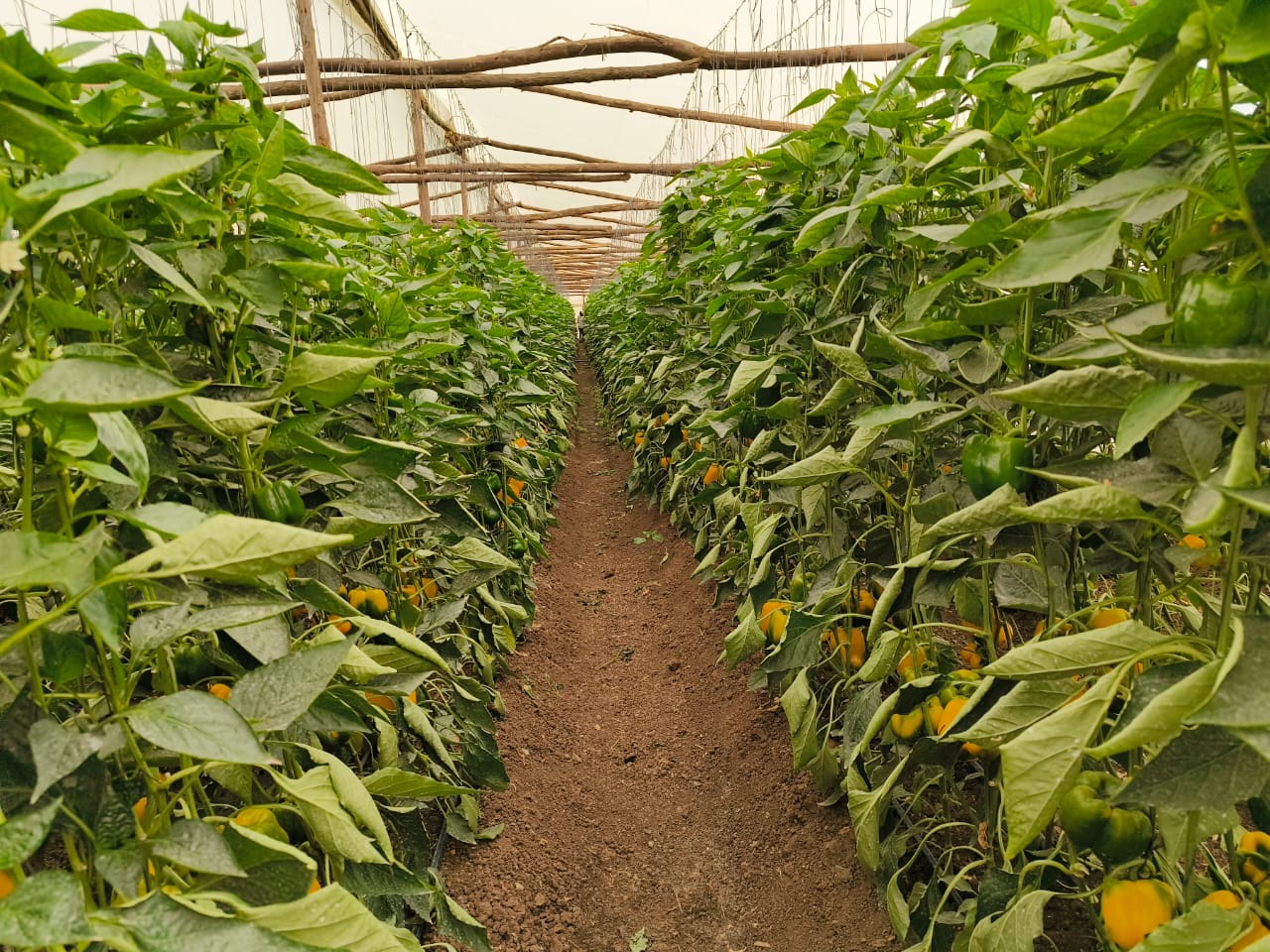 Capsicum Farming by Aqua Hub Kenya