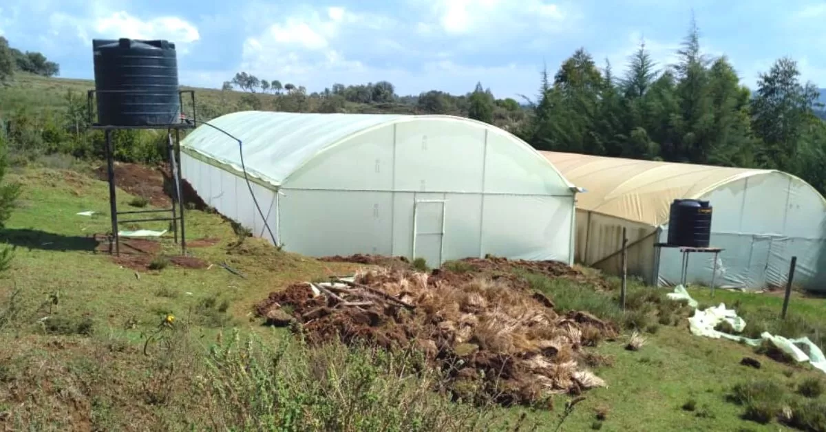 Metallic greenhouse in Kenya