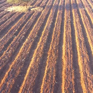 Drip Irrigation in Kenya