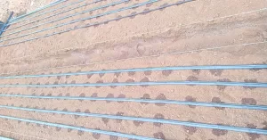 Drip Irrigation in Kenya