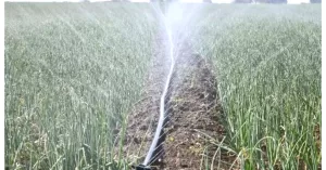 Rain hose Irrigation in Kenya