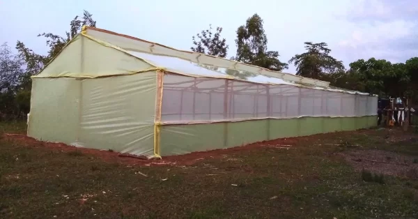 Wooden Greenhouses in Kenya