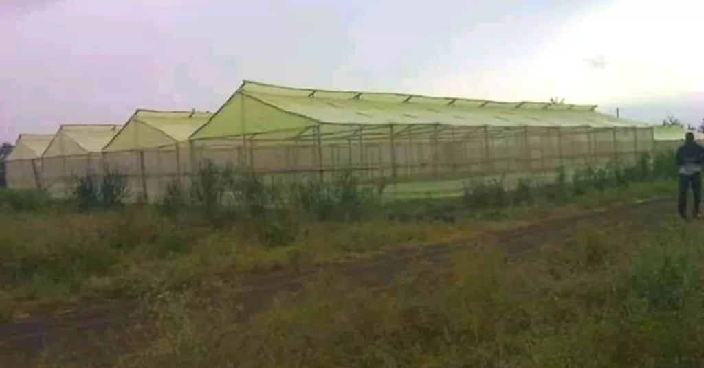 Wooden Greenhouses by Aqua Hub Kenya