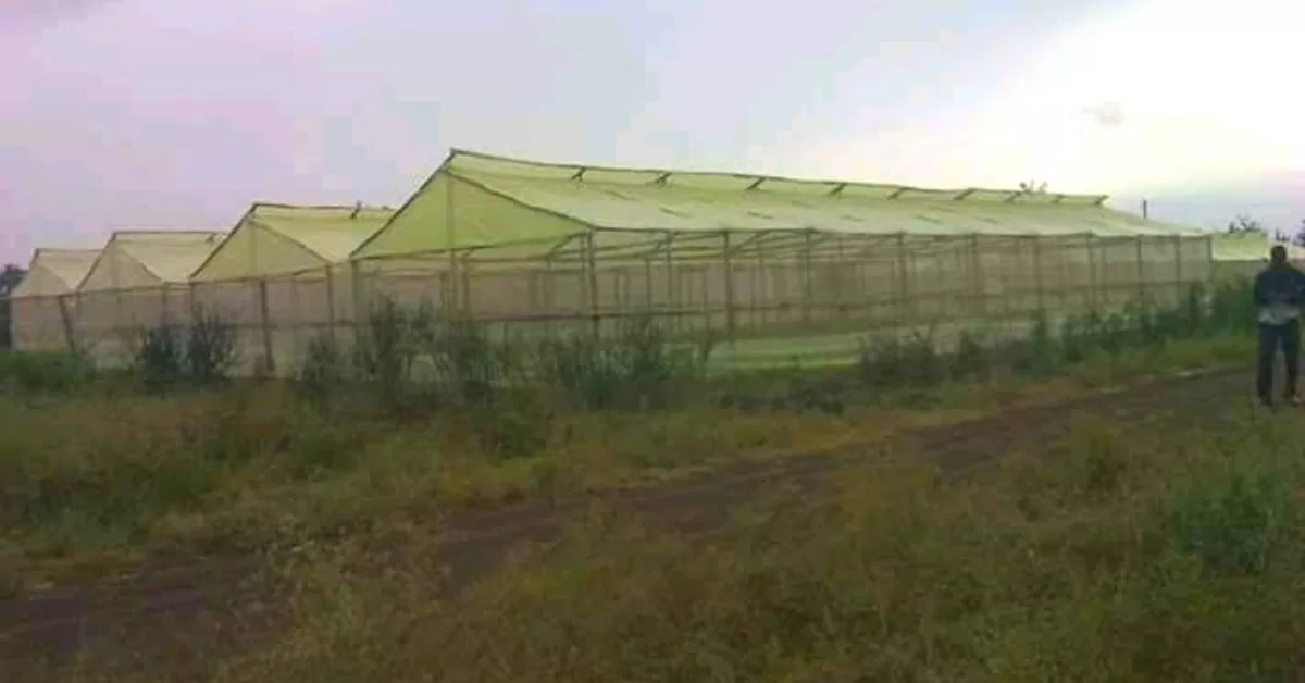 Wooden Greenhouses by Aqua Hub Kenya