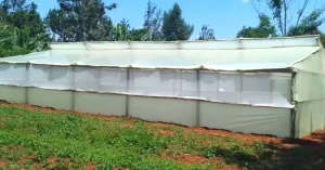 Wooden greenhouse in Kenya