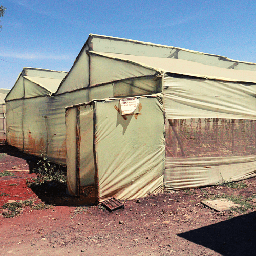 Greenhouse Prices in Kenya