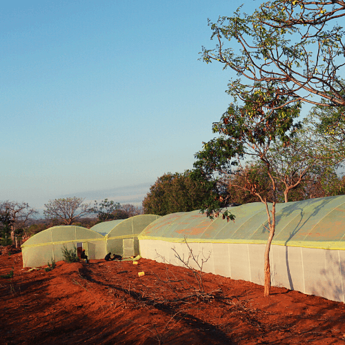 Quality Metallic Greenhouses in Kenya