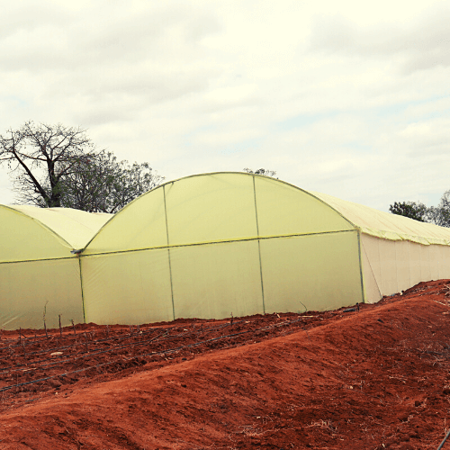 Quality Metallic Greenhouses in Kenya
