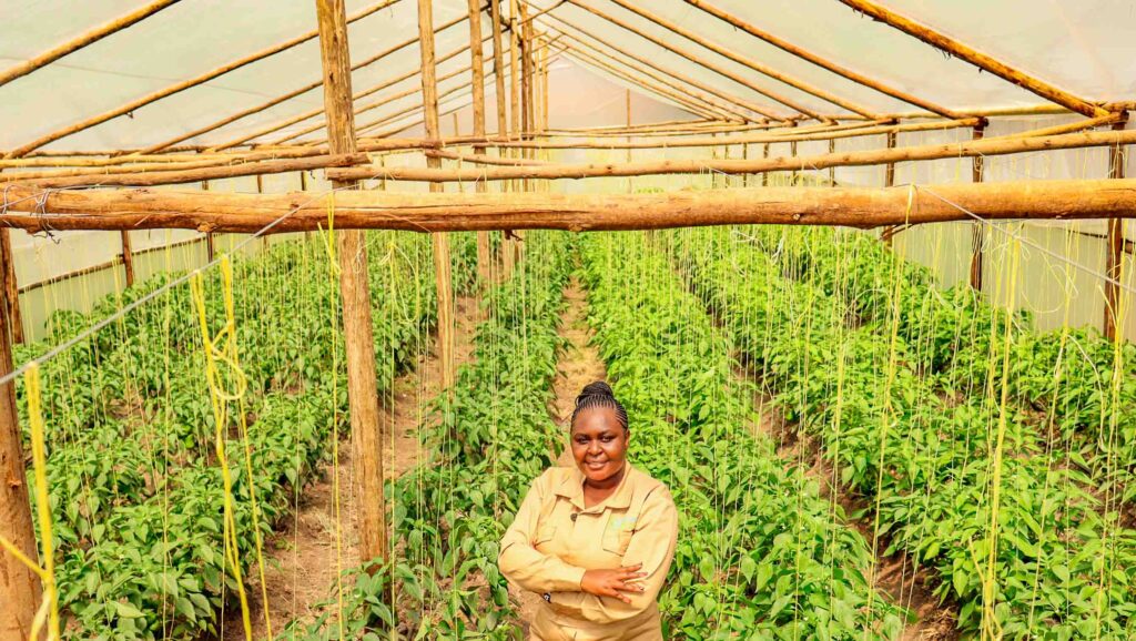 Wooden Greenhouse In Kenya