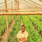 Wooden Greenhouse In Kenya