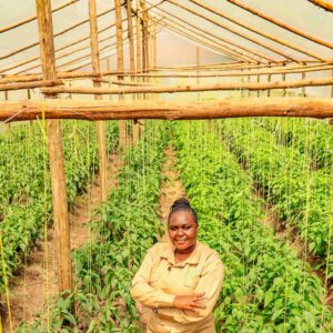 Wooden Greenhouse In Kenya