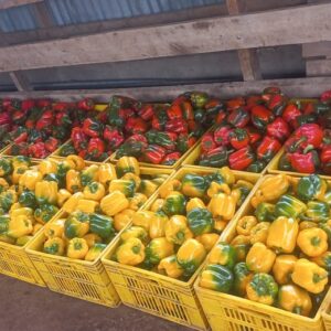 Capsicum Farming by Aqua Hub Kenya