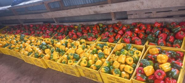 WhatsApp Image 2024-01-20 at 23.11.43_191d6247 Capsicum Farming by Aqua Hub Kenya