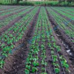 Drip Lines for beans farming in Kenya
