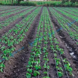 Drip Lines for beans farming in Kenya