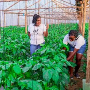 Wooden Greenhouse In Kenya