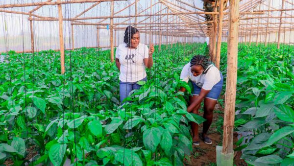 Wooden Greenhouse For capsicum Wooden Greenhouse In Kenya