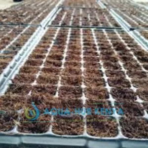 Planting Trays in Kenya by Aqua Hub kenya